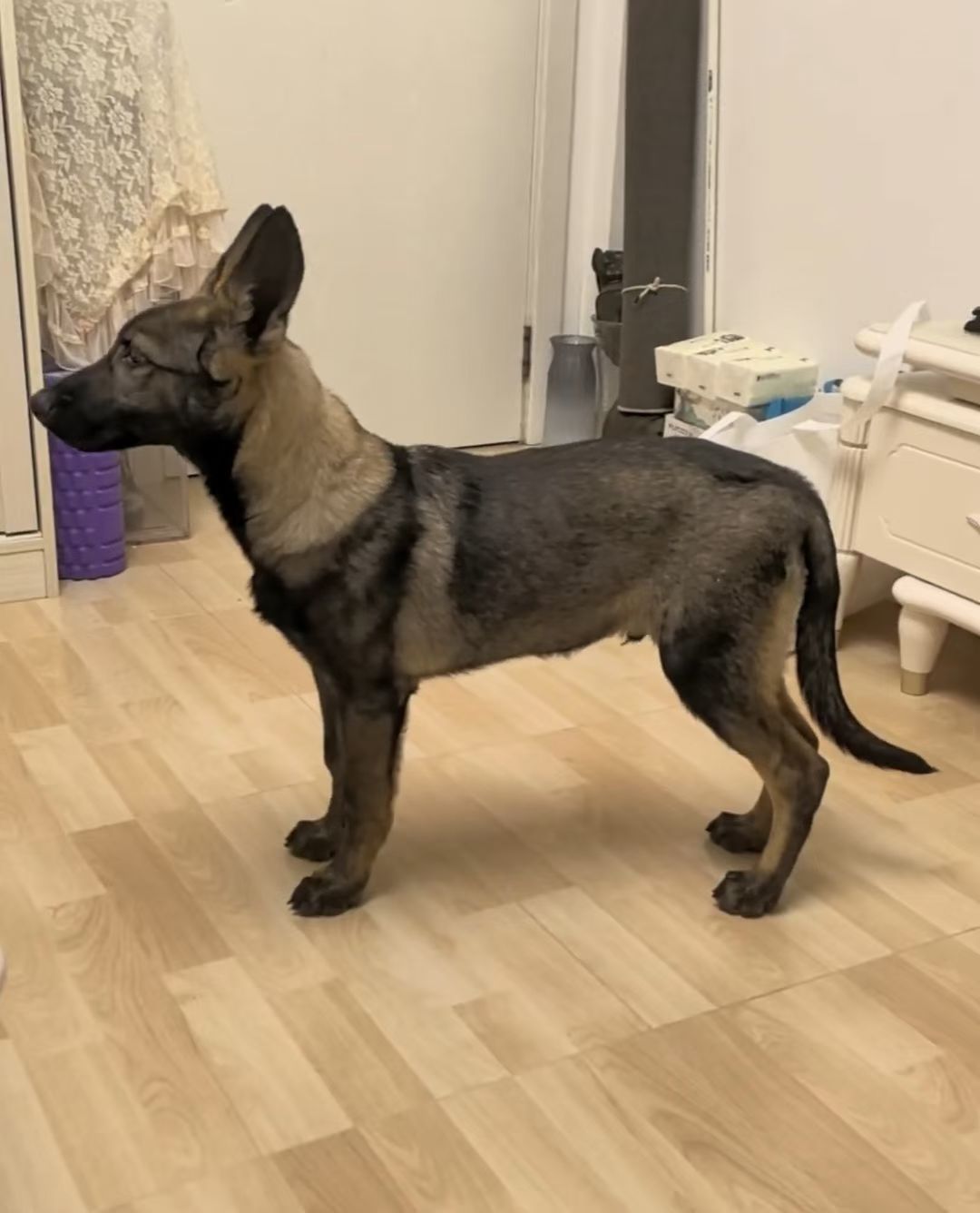 昆明犬
